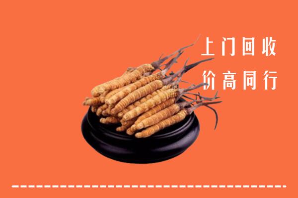 德州回收散虫草